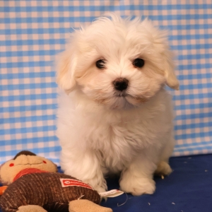 Bichon Maltais