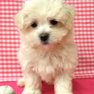Bichon Maltais