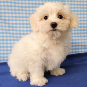 Bichon Maltais