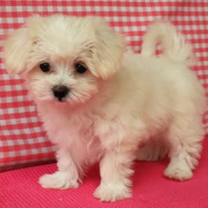 Bichon Maltais