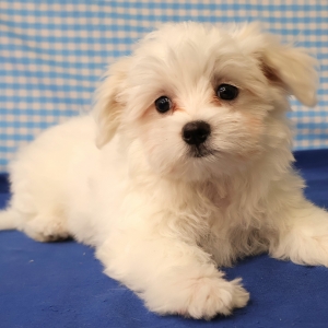 Bichon Maltais