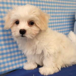Bichon Maltais