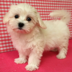 Bichon Maltais