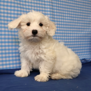 Bichon Maltais