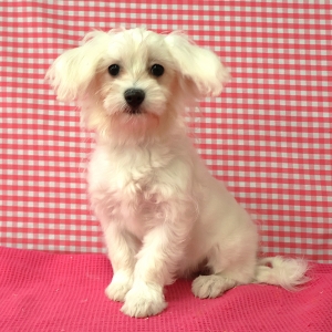 Bichon Maltais