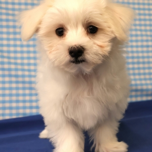 Bichon Maltais
