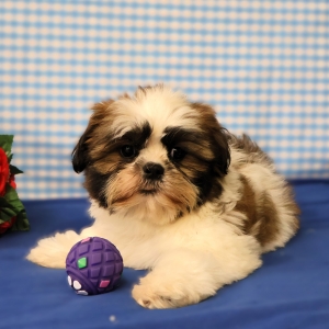 Shih Tzu