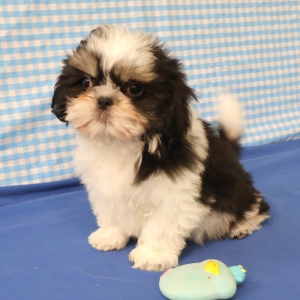 Shih Tzu