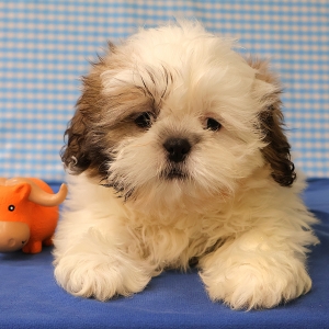 Shih Tzu