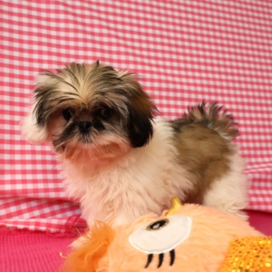 Shih Tzu