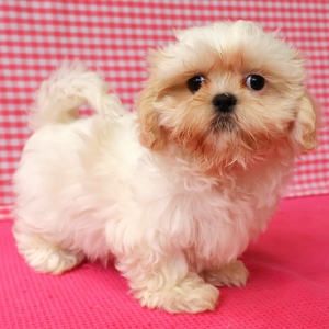 Shih Tzu