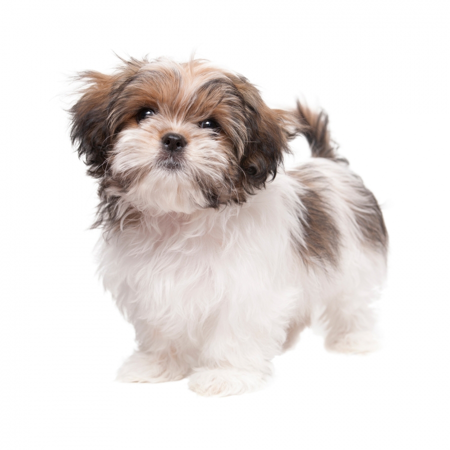 Acheter chiot Shih Tzu?