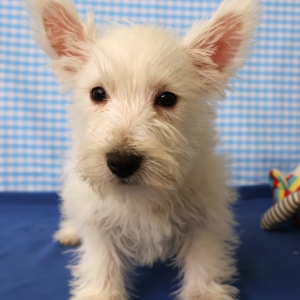 West Highland White Terrier (Westie)