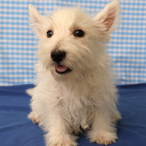 West Highland White Terrier (Westie)
