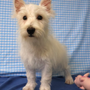West Highland White Terrier (Westie)