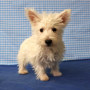 West Highland White Terrier (Westie)