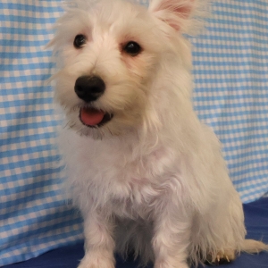 West Highland White Terrier (Westie)