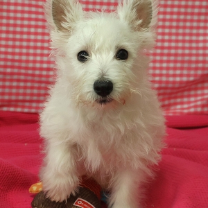 West Highland White Terrier (Westie)