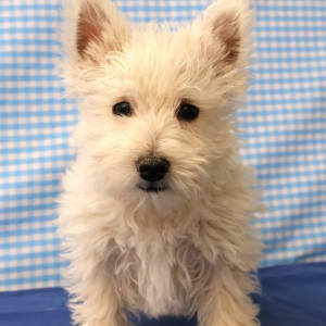 West Highland White Terrier (Westie)